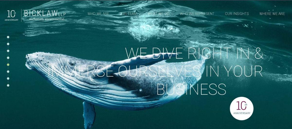 Underwater image of a whale with the slogan 'We dive right in & immerse ourselves in your business' and a circular 10th-anniversary badge.