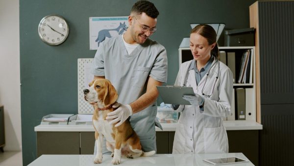 Two veterinarians examine a beagle on an examination table in a clinic.