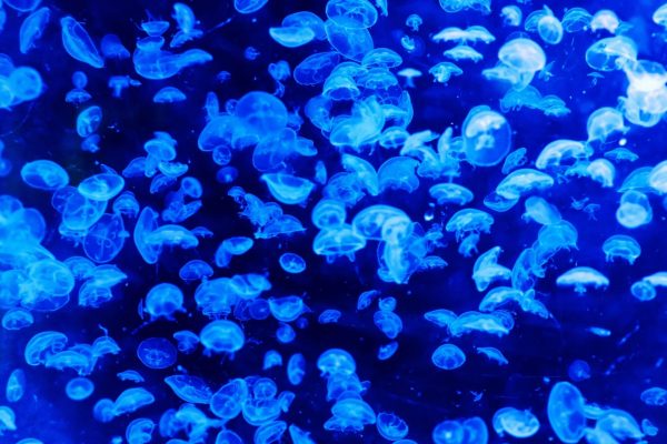 Blue pattern of dangerous jellyfish animals