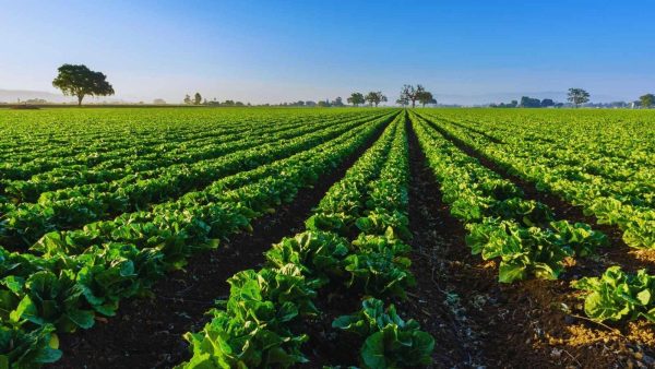 Long rows of green leafy crops in a vast farm field under a clear blue sky, perspective toward distant trees on the horizon.