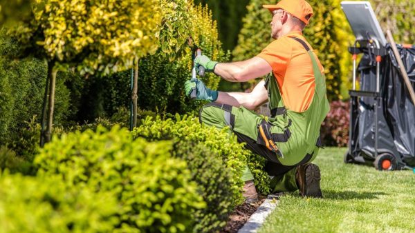 Gardener in orange shirt and green overalls kneeling to prune a hedge with shears on a sunny day.